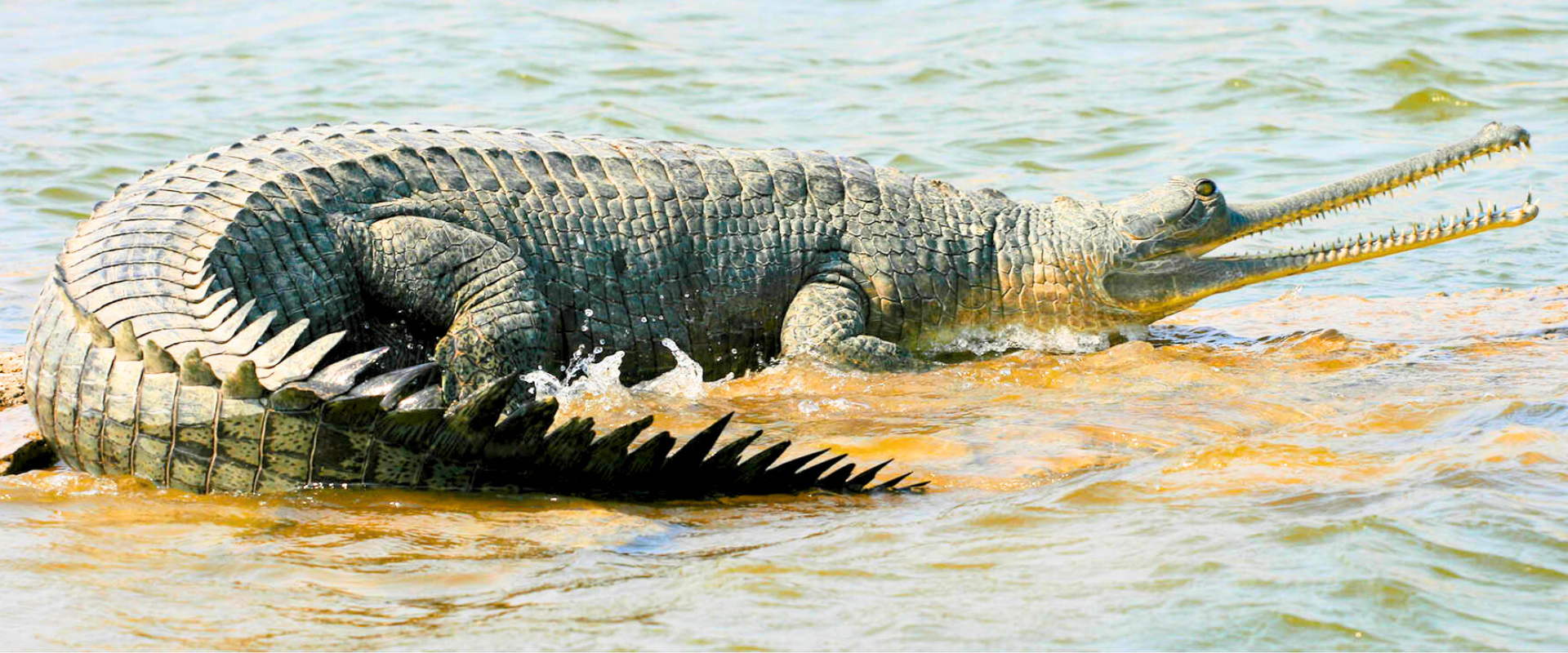 Chambal Safari