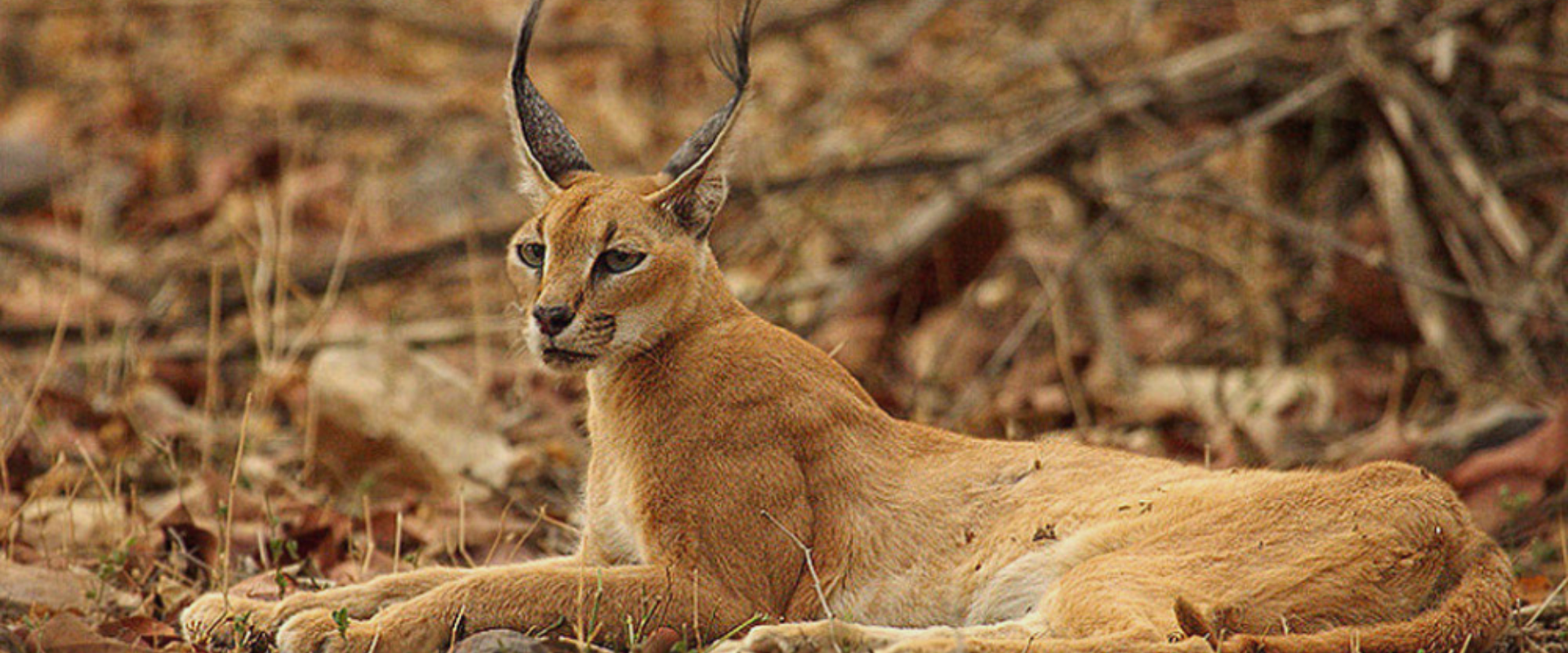 Kailadevi Wildlife Sanctuary