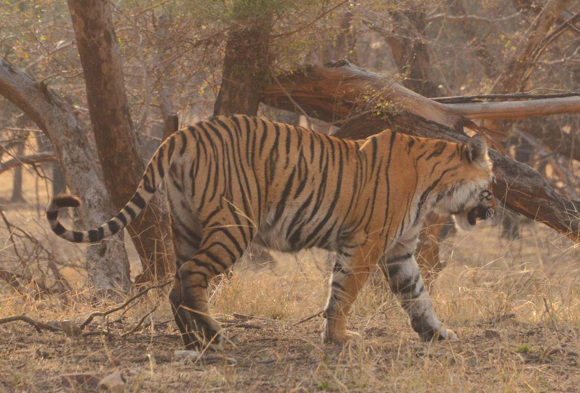 Riddhi- T124, The Notorious Queen of Ranthambore