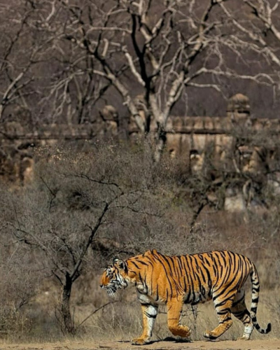 Ranthambore Special Tour