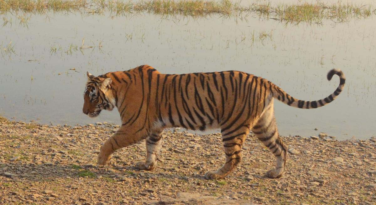 Riddhi- T124, The Notorious Queen of Ranthambore