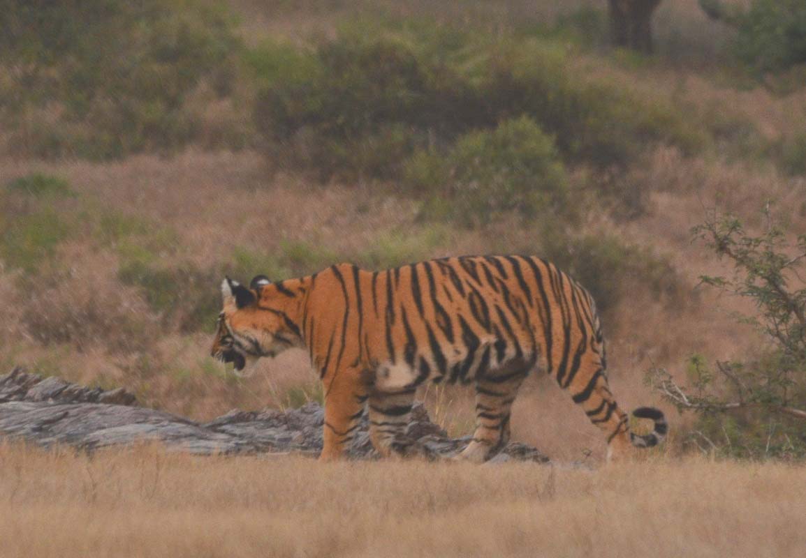 Siddhi- T-125 Clever Tigress of Ranthambore