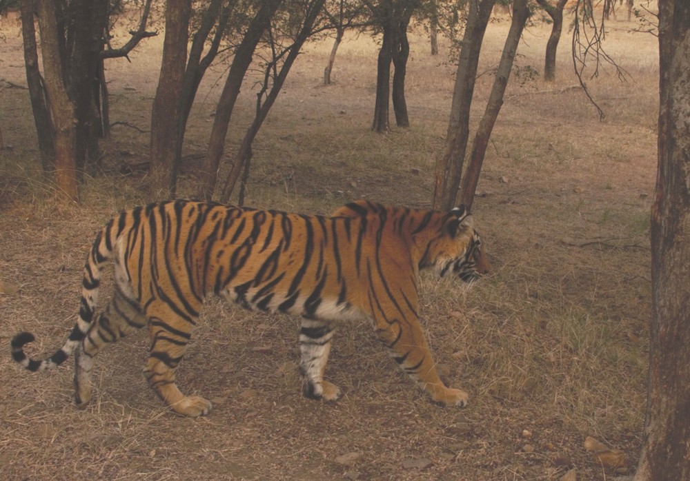 Siddhi- T-125 Clever Tigress of Ranthambore