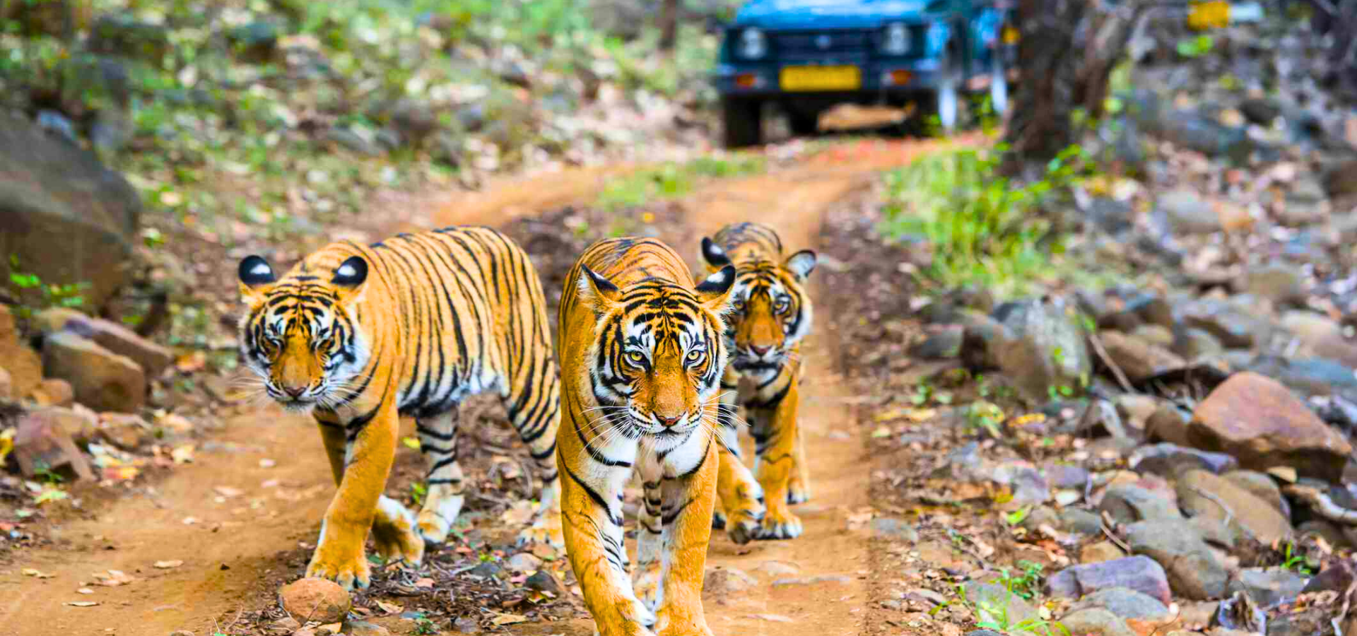 Ranthambore National Park