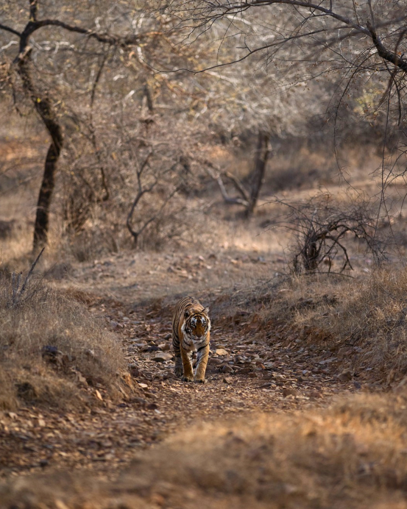 Ranthambore National Park | 8619891482