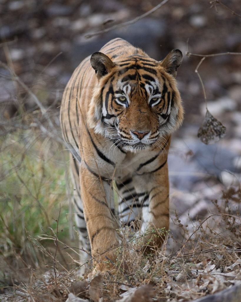 Ranthambore National Park | 8619891482