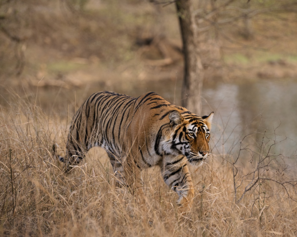 Ranthambore National Park | 8619891482