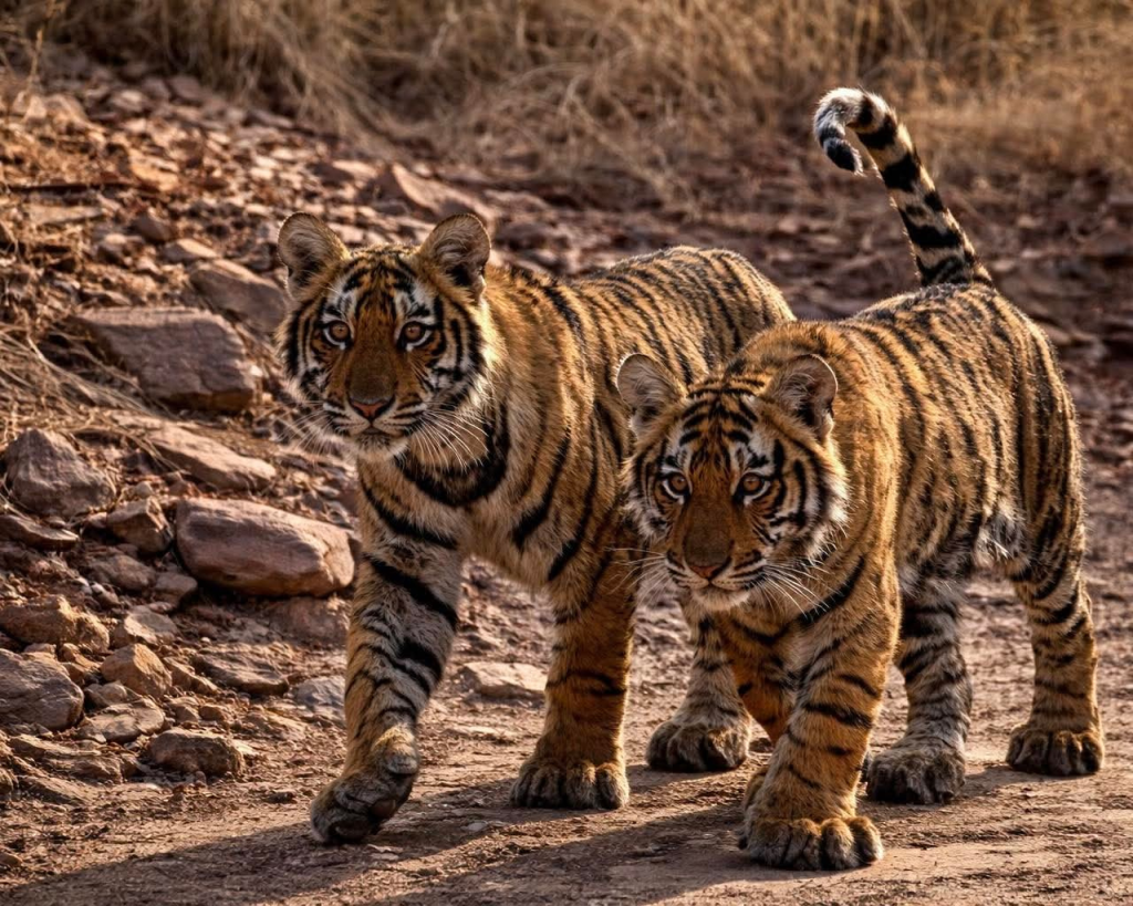 Ranthambore National Park | 8619891482